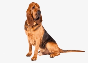 Bloodhound Dog Breed Information Pinterest A - Bloodhound Basset Hound Puppy #438710