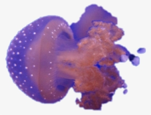 Report Abuse - Jellyfish #438999