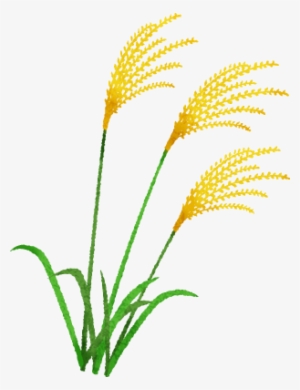 Hierba De Pampa Japonesa - Chinese Silver Grass #4300407