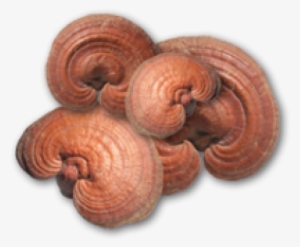 Reishi Mushroom Supplements #4300480