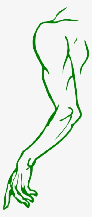Arm - Arm Clip Art #4300725