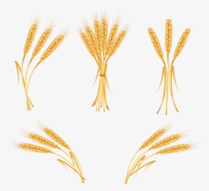 Wheat Ears #4302924