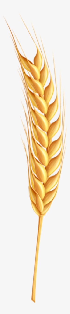 Free Png Wheat Png Images Transparent - Coeliac Disease: What You Need To Know #4303235