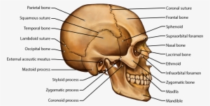 Skull #4303578