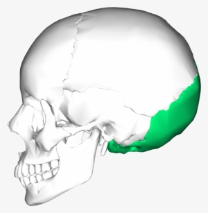 Hueso Occipital #4304101