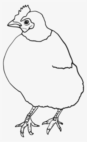 Chicken Drawing Outline - Chicken #4305196