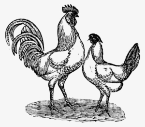 Chicken - Portable Network Graphics #4305531