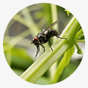 Preço Da Dedetização De Moscas - Greenhouse Pest Control #4305797