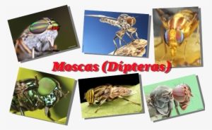 Macrofotografia - Fotografando Moscas - Hornet #4305825