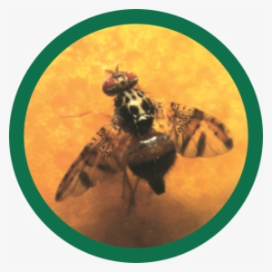 Ceratitis Capitata - Mosca Do Mediterrâneo #4305871