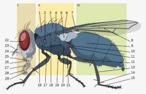 Los Expertos Estiman Que Las Moscas Domésticas Adultas - Anatomy Of A Housefly #4306734