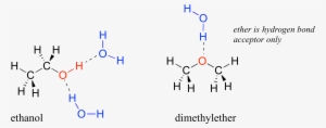 How Many Hydrogen Bonds Can A Water Molecule Form - Hydrogen Bonding In Ether #4308276