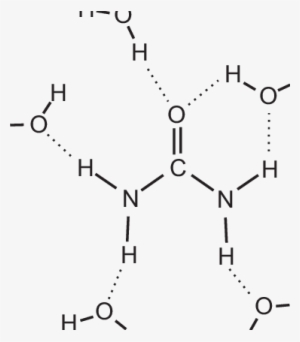 Solvation Structure Of The Urea Molecule From Our Experiments - Shell Of Hydration Urea #4308423
