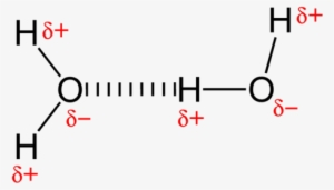 A Hydrogen Bond Between Two Water Molecules - Hydrogen Bonding Simple Examples #4308479