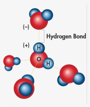 Hydrogen Bonding Is The Effect Of Water Molecules Attracted - 5 Cohesive Water Molecules #4308728