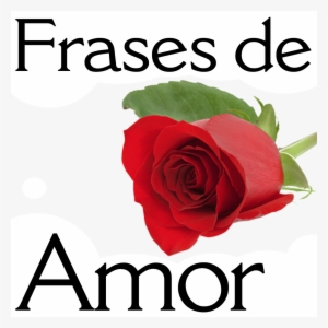 Frases Amor Para Compartir - Watercolor-rote Rose - Save The Date 10 Karten. #4310880