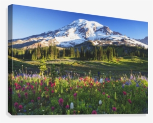 Mount Rainier And Wildflowers In A Meadow Mount Rainier - Paradise Valley Mt Rainier #4312086