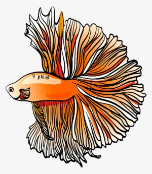 Half Moon Tail Betta - Tail #4312721