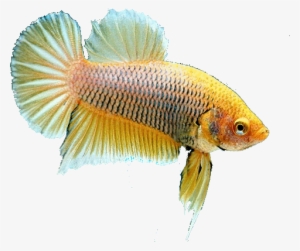 Swiss Betta Club, Founded In 2000 Is - Pomacentridae #4312843
