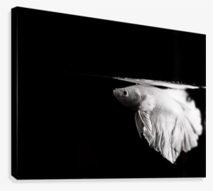 Icy Betta Canvas Print - Marine Mammal #4312874