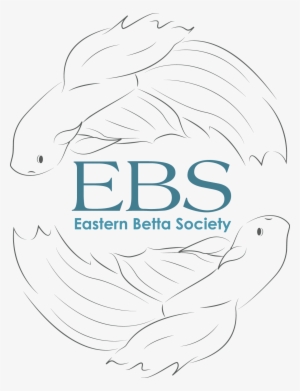 Eastern Betta Society -international Show - Society #4312901