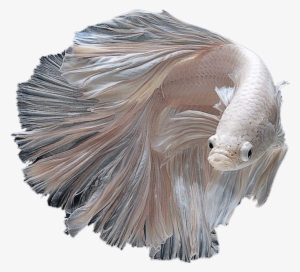 Betta - Albino Siamese Fighting Fish #4312940