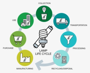 Life Cycle Of A Lamp - Biological Life Cycle #4314486