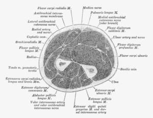 Forearm Cut - Cross Section Of Forearm Muscles #4317481