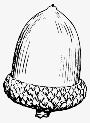 Nut Clipart Acorn - Black And White Acorn Clip Art #4317652