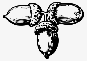 Free Pictures On Pixabay - Black And White Nuts #4317797