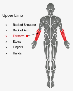 Switch To Back View Switch To Front View - Overhead Triceps Extension Muscles #4318358