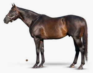 Pioneerof The Nile - Teofilo Horse #4319075