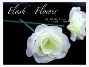 White 2 Pack - White Flash Flower 2pk By Gd Wu Gt Magicstore Trick #4319811