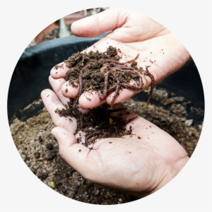 Vermicompost Circle - Eisenia Fetida #4320106