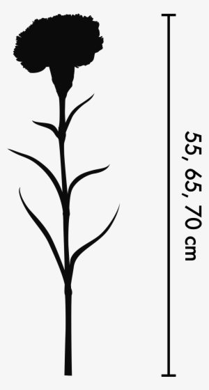 We Offer Different Packs Based On Different Grades - Silhouette #4320214