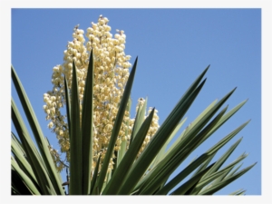 Yucca Schidigera Powder - Yucca #4321653