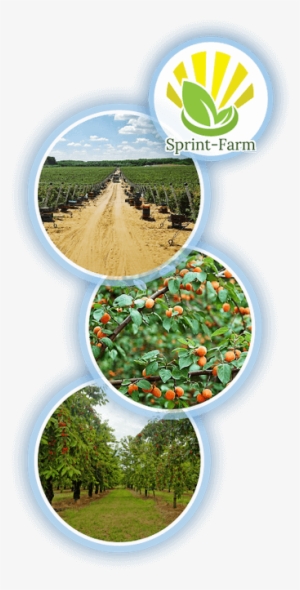 Cultivation Of Vegetables And Fruits As A Member Of - Cash Crop #4321773