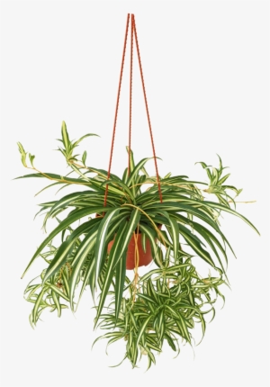 Western Sword Fern #4321799