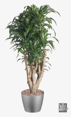 Office Plant Png - Interior Plants Tree Png #4321849