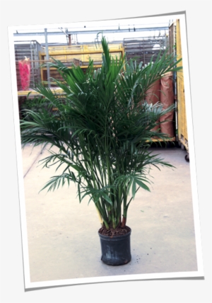 Over The Past Several Hundred Years, Palms Have Been - Date Palms #4321955