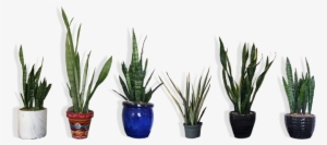 I Also Have An Intense Obsession With Sanseveria - Dollar #4322189