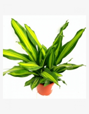 Dracena Darasingh Plant With Fertilizer & Plate Free - Fertilizer #4322396
