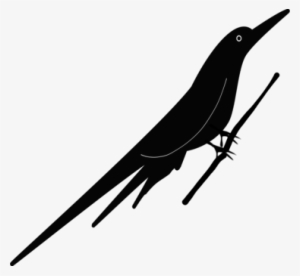 American Crow Beak Bird Passerine Common Raven - Vector Graphics #4324255