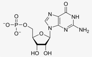 Open - Ganciclovir Triphosphate #4327022