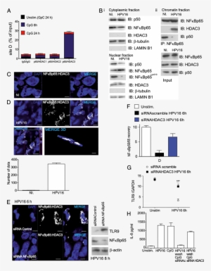 Hpv16 Stimulation Of Hks Induces P65 And Hdac3 Recruitment - Hdac3 #4330799