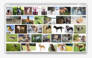 3-legged Doge - - Plus Laid Du Monde #4332320