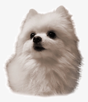 Gabe Gabethedoggo Gabethedog Dog Freetoedit - Gabe The Dog Rip #4334014