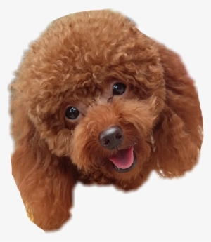 Toy Poodle #4334094