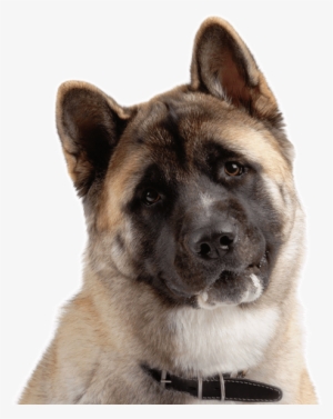 Search - Akita Americano #4334364