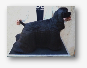 Picture - Dog #4334367